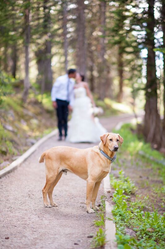 dogs-in-weddings