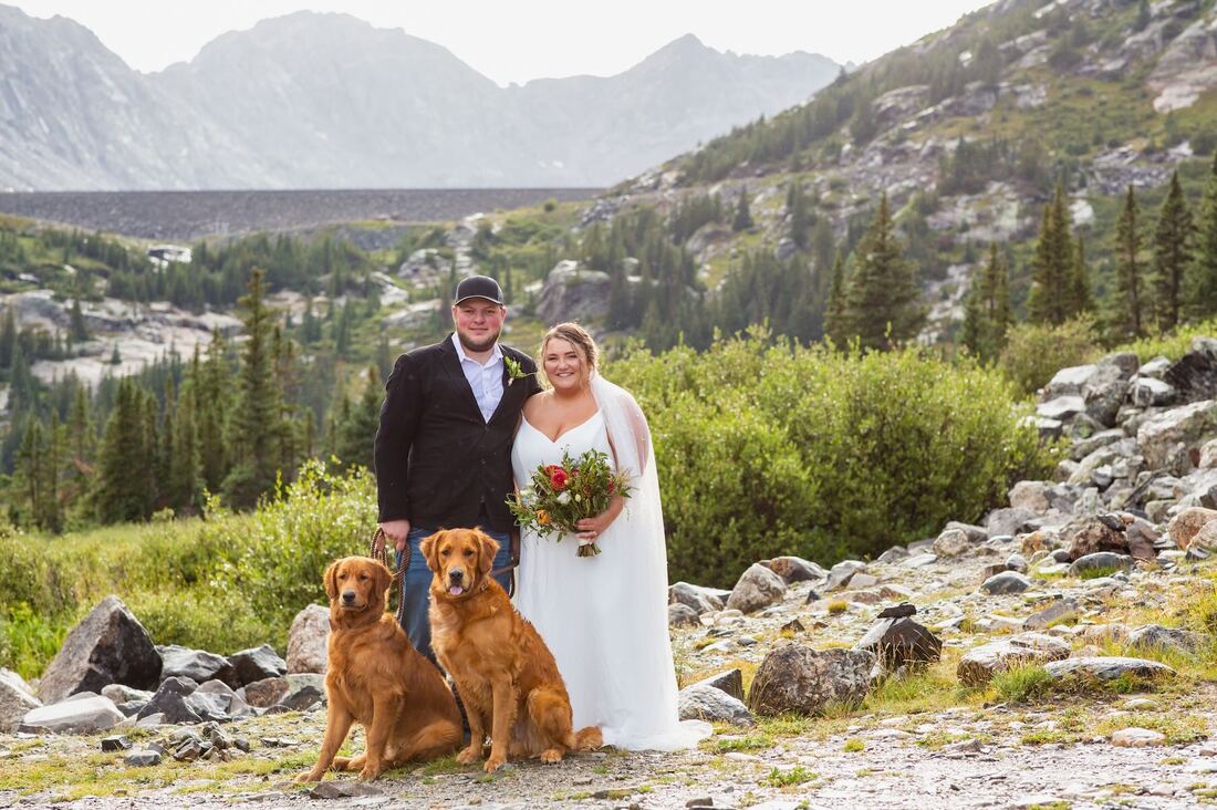 dogs-in-weddings