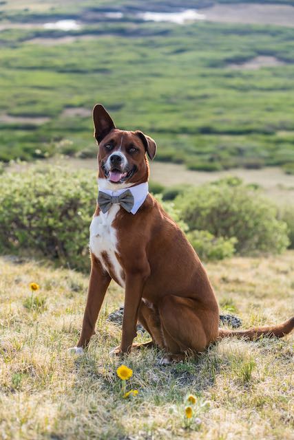 summit county wedding