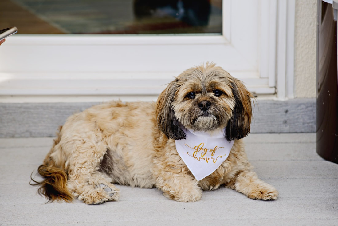 intimate wedding Colorado